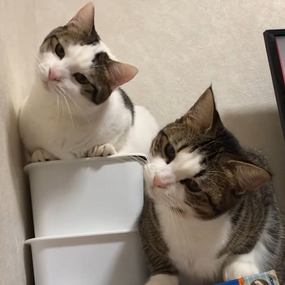 シンクロする兄妹猫