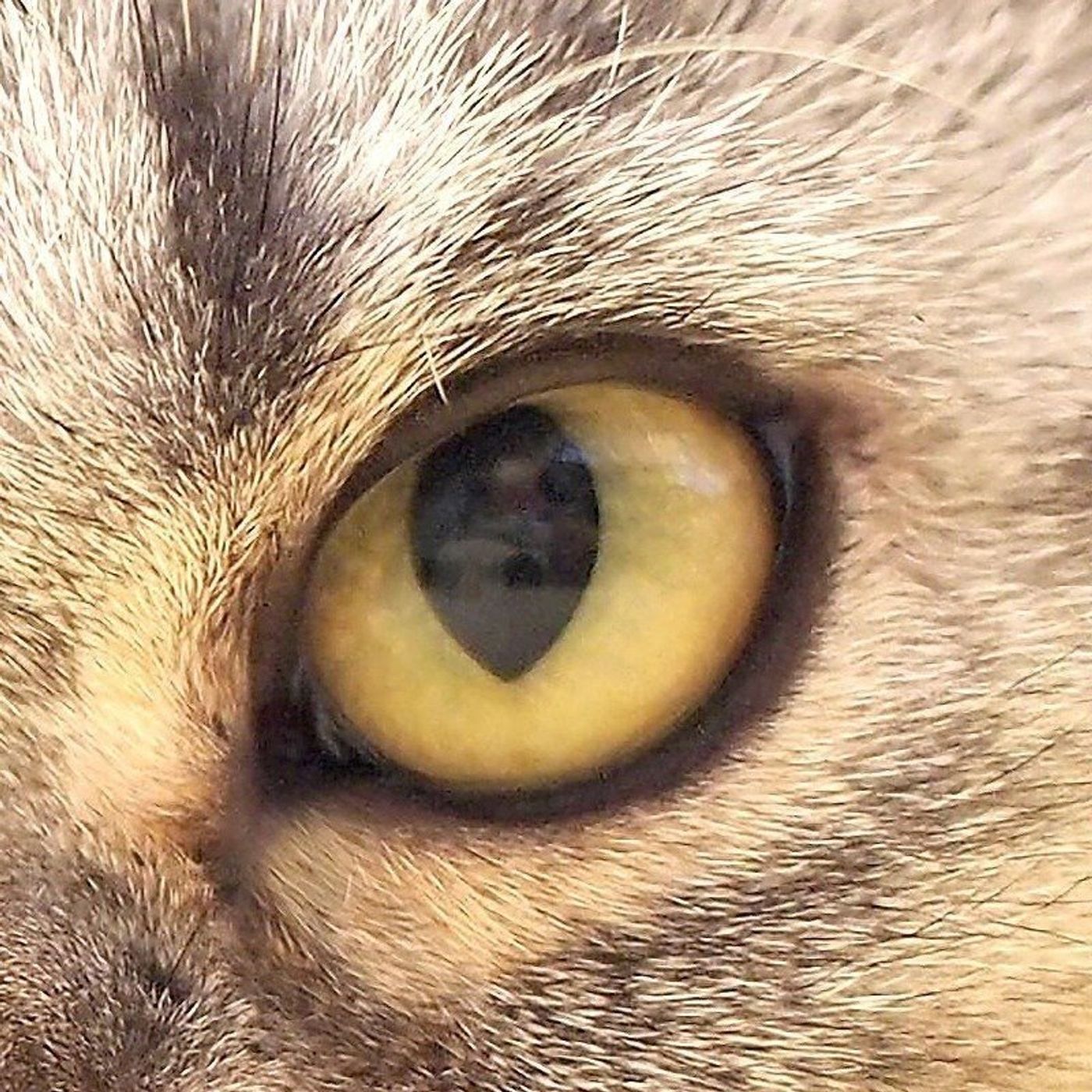 我が家の キャッツアイ 盗むどころか盗まれる 渋ネコししまるさん 15 ねこのきもちweb Magazine 我が家の キャッツアイ 盗むどころか盗まれる 渋ネコししまるさん 15 ねこのきもちweb Magazine