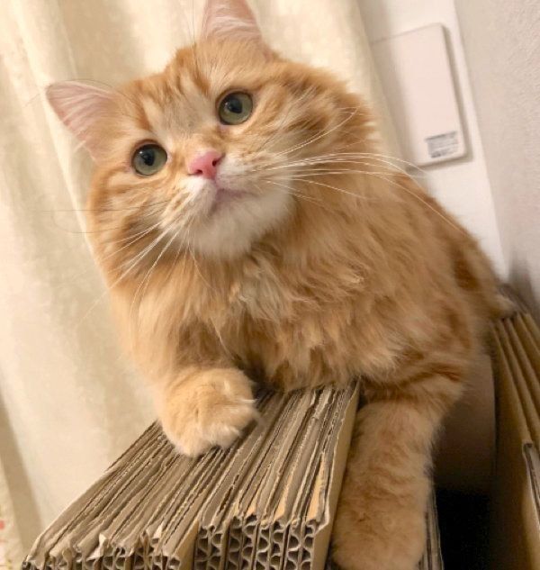 ダンボールの上でくつろぐちくわちゃん