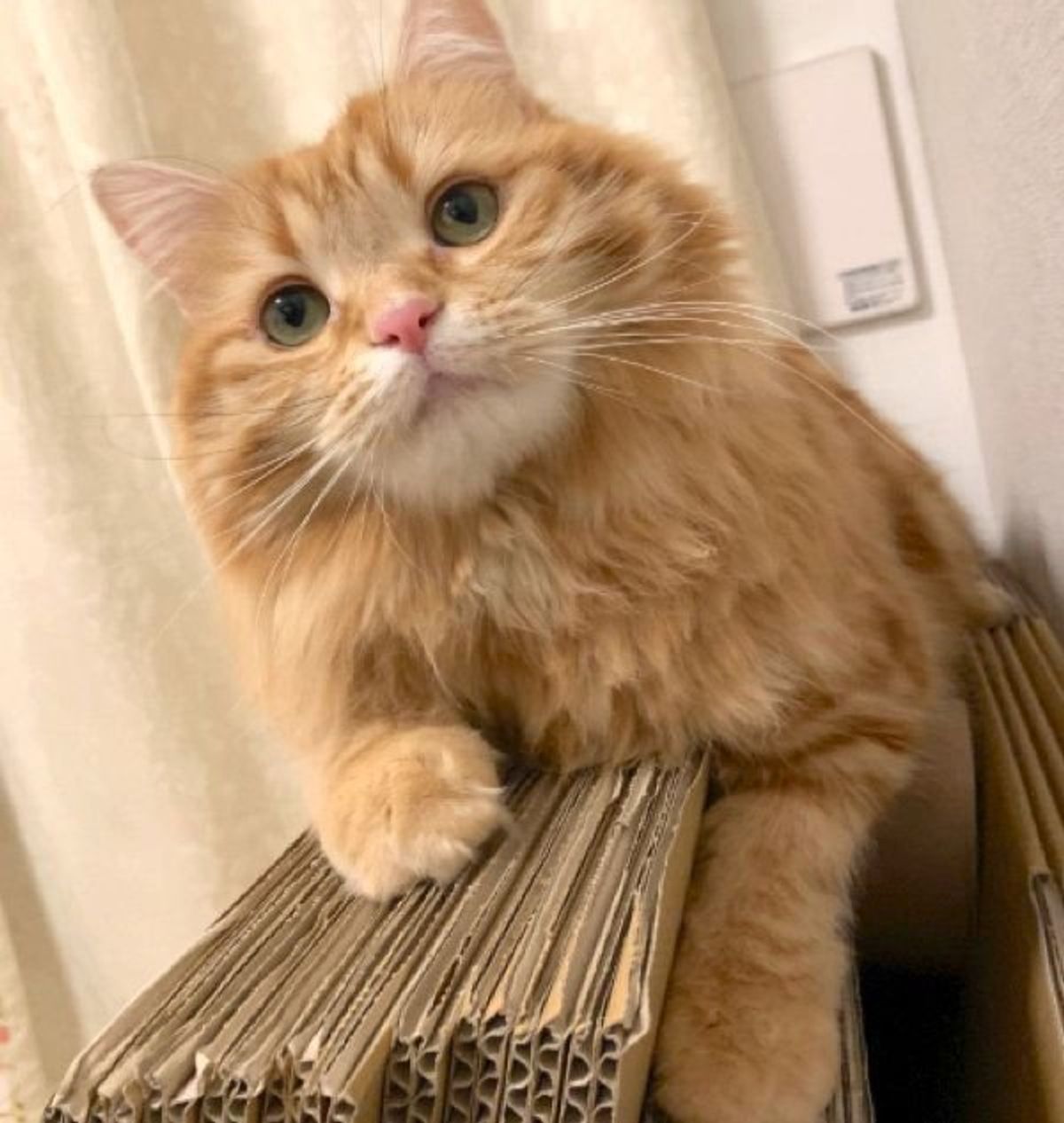 可愛すぎて辛い 明日からまた頑張れる 一瞬で疲れが吹き飛ぶ猫の姿に反響 ねこのきもちweb Magazine 可愛すぎて辛い 明日からまた頑張れる 一瞬で疲れが吹き飛ぶ猫の姿に反響 ねこのきもちweb Magazine