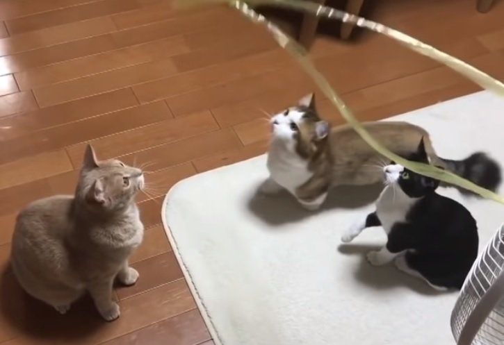 3匹の猫