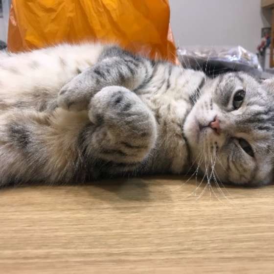 かまってアピールするアメリカンショートヘア