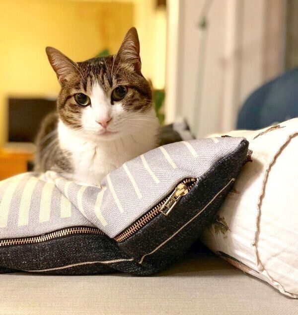 くつろぐしゃこちゃん