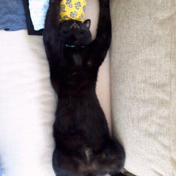 バンザイ寝をする猫