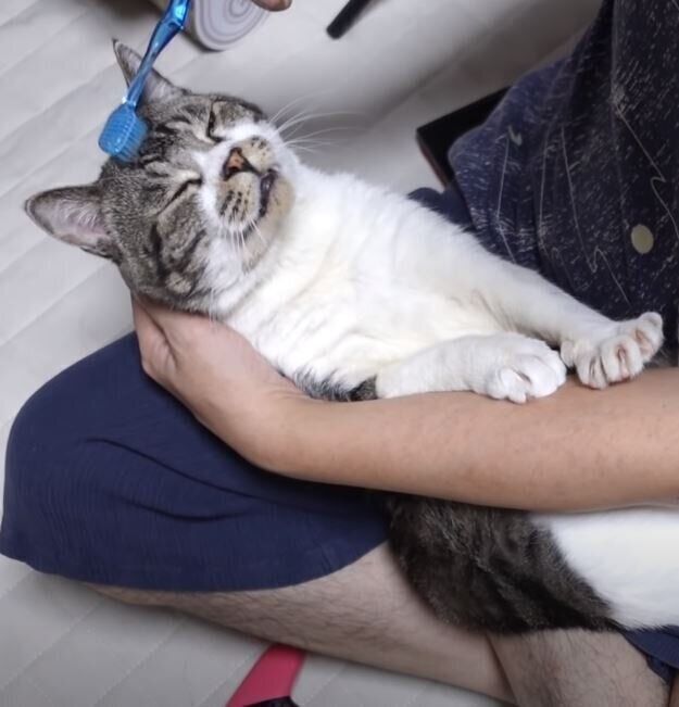 猫　リキちゃん