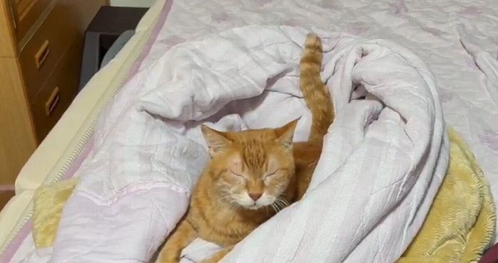 毛布と猫