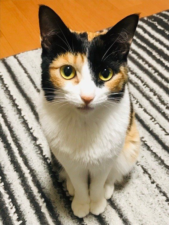 お座りする三毛猫