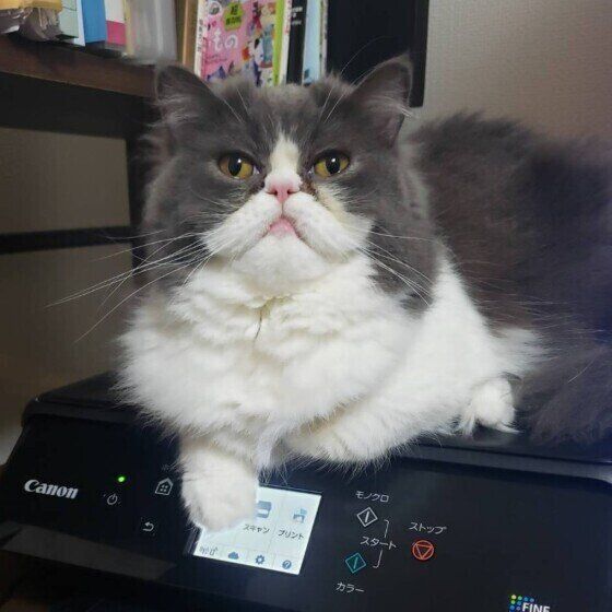 見つめるエキゾチックショートヘア