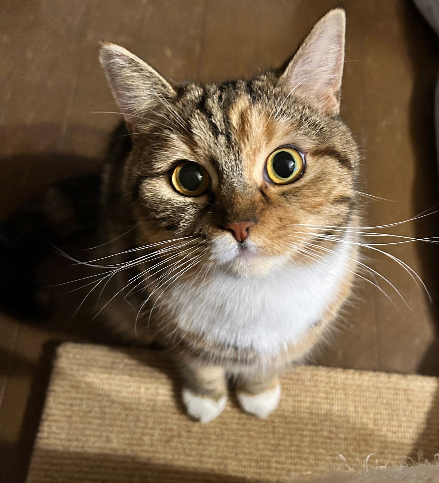 飼い主を見つめる猫