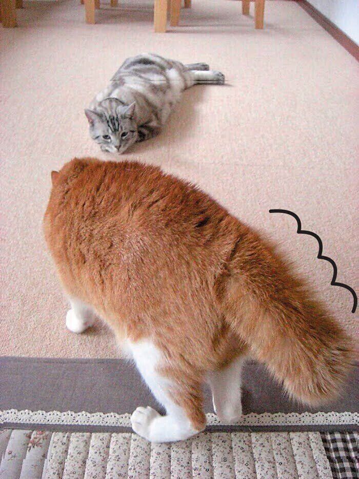 驚き緊張している猫