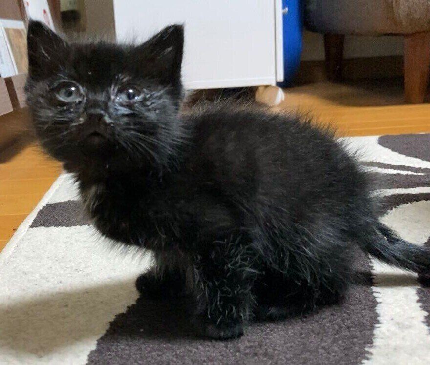 保護から1週間ほど経ったころのジジちゃん