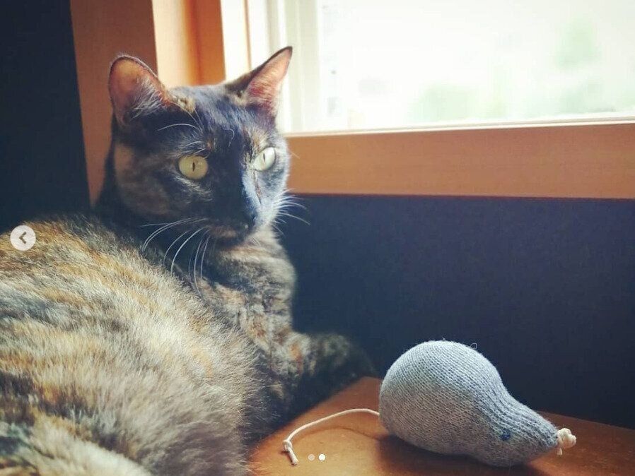 ねずみちゃんを見つめるういちゃん