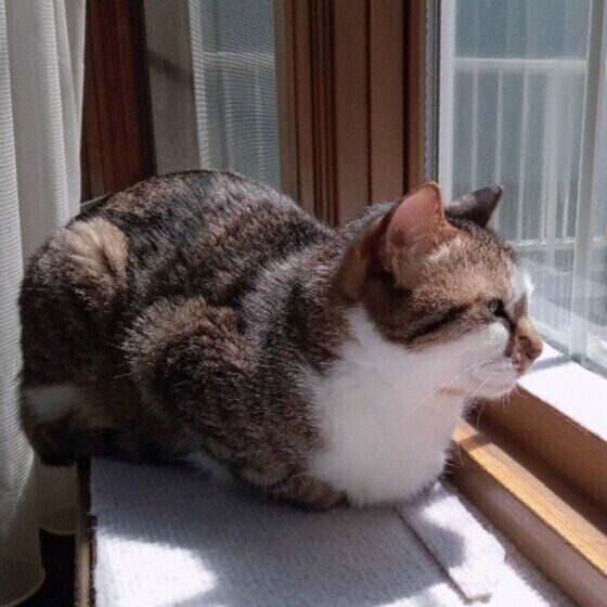 Mix（キジトラ）のにじおくん♪