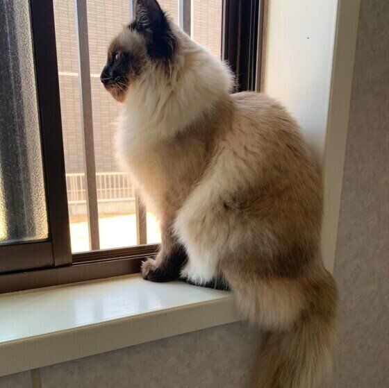 窓から外を見るMIXの男の子