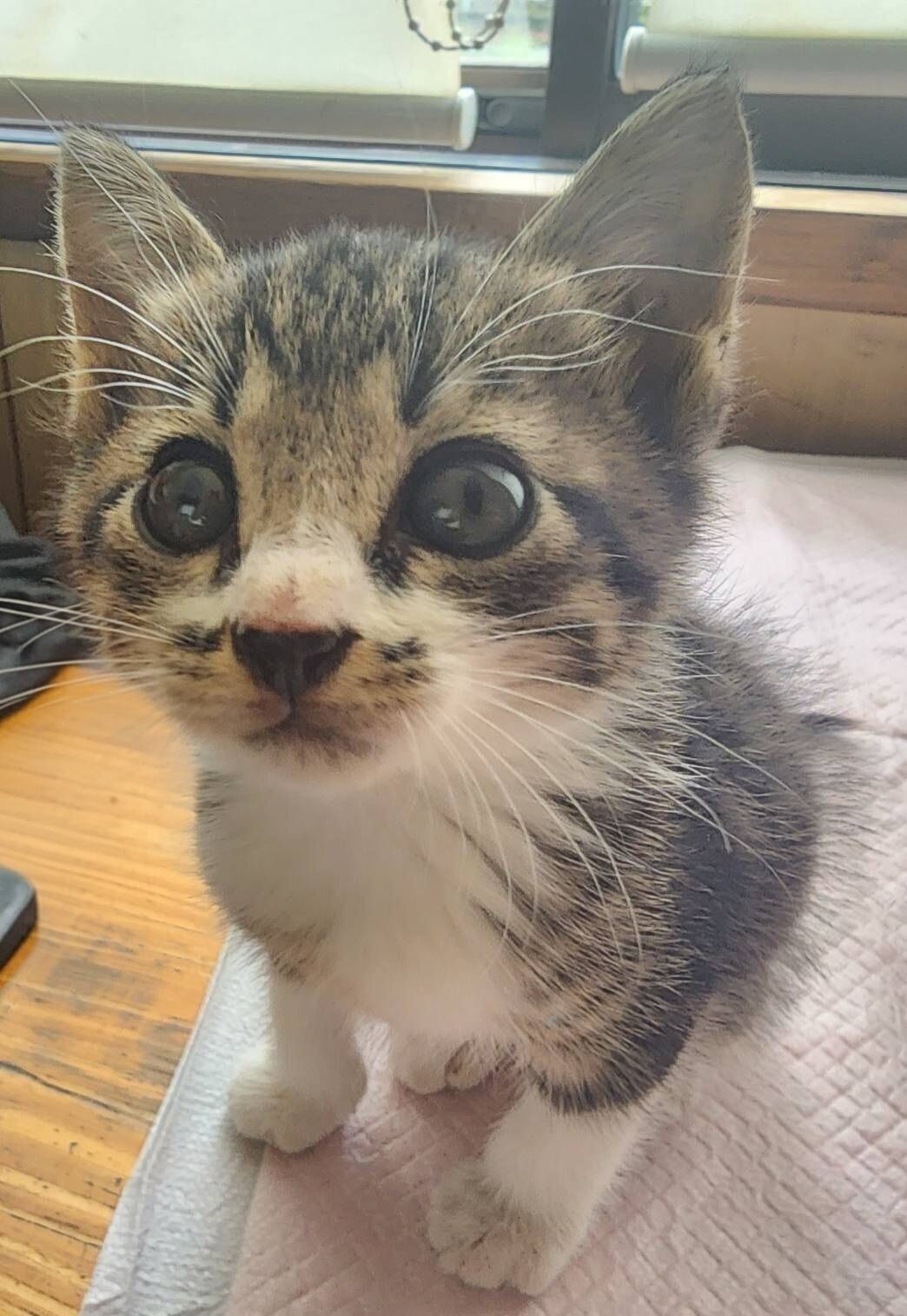 保護当初の猫