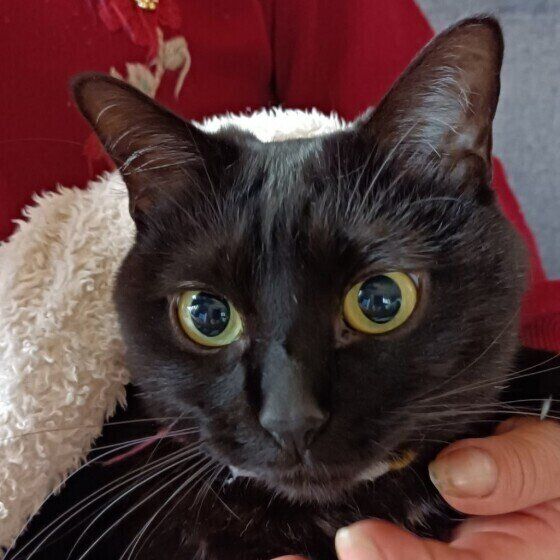 黒猫のももちゃん