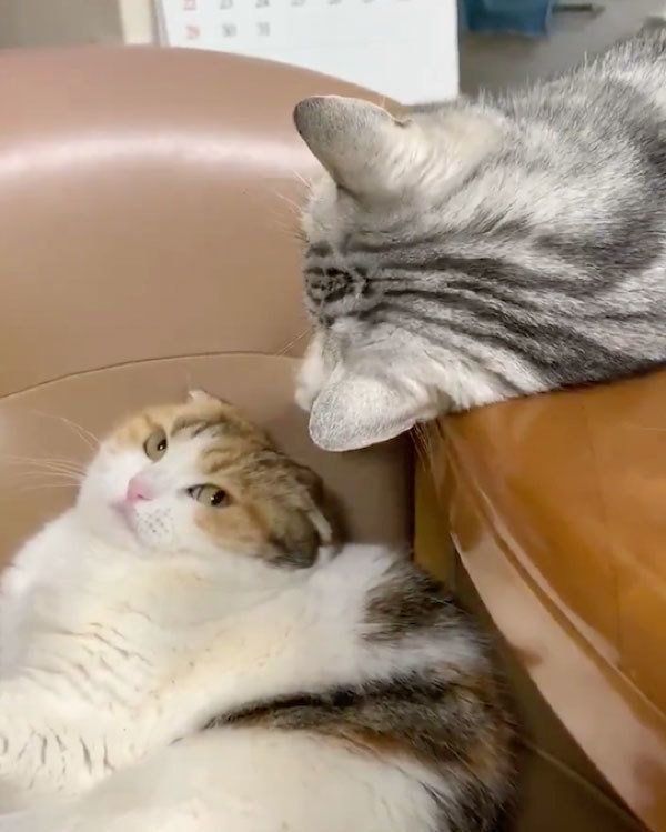 ハルちゃんを睨む様子のモモちゃん