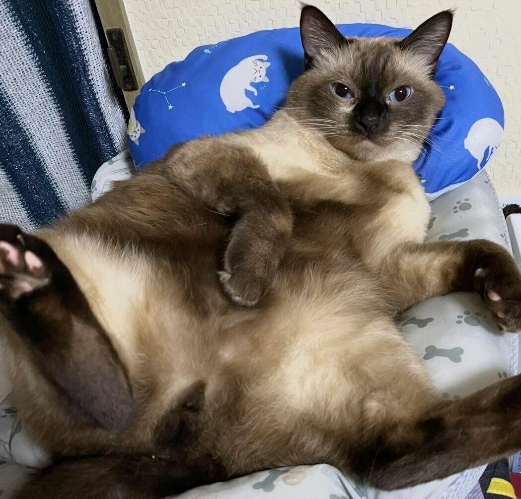 まったりくつろぐこじろーくん