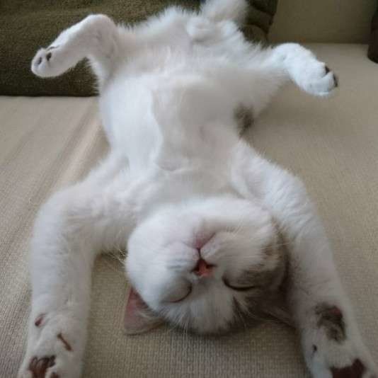 ヘソ天するスコティッシュフォールド