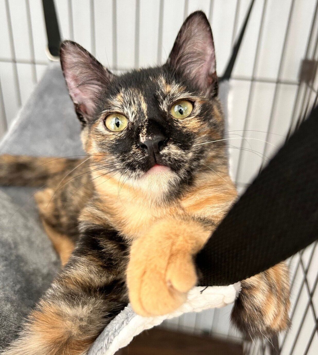 お迎え当時のネモちゃん