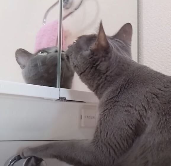 洗面台に乗る猫