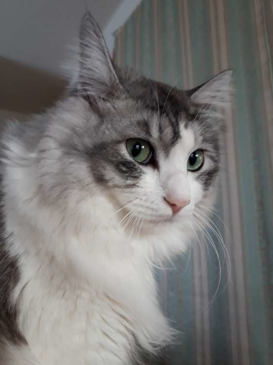 カメラが気になる