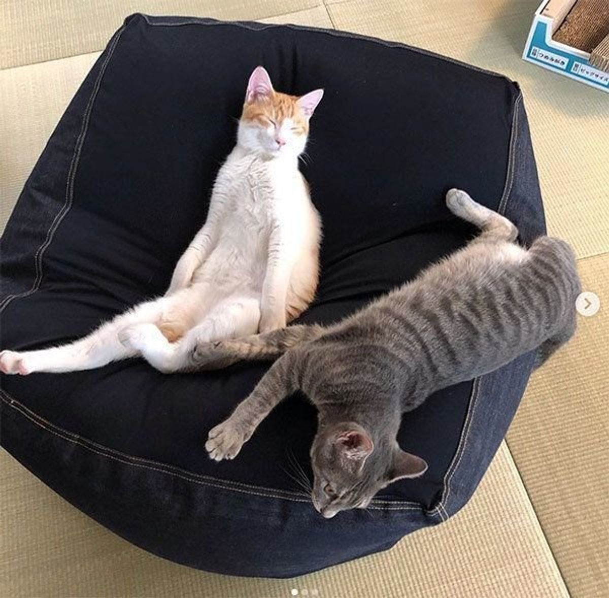 人をダメにするソファ は猫をもダメにする 猫が魅了される理由が気になる ねこのきもちweb Magazine 人をダメにするソファ は猫をもダメにする 猫が魅了される理由が気になる ねこのきもちweb Magazine