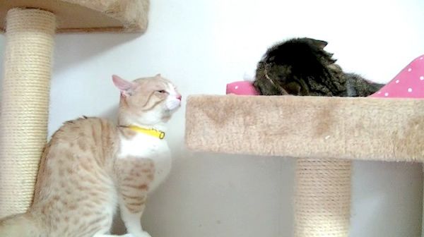 ケンカするマンチカン