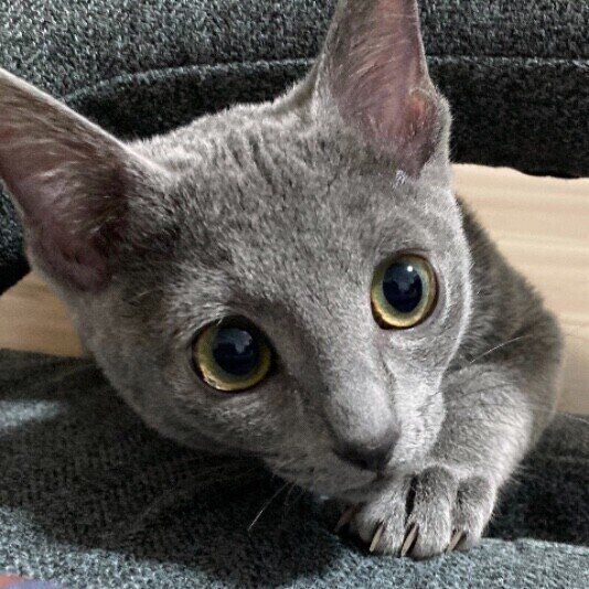 ロシアンブルーのすみれちゃんの爪