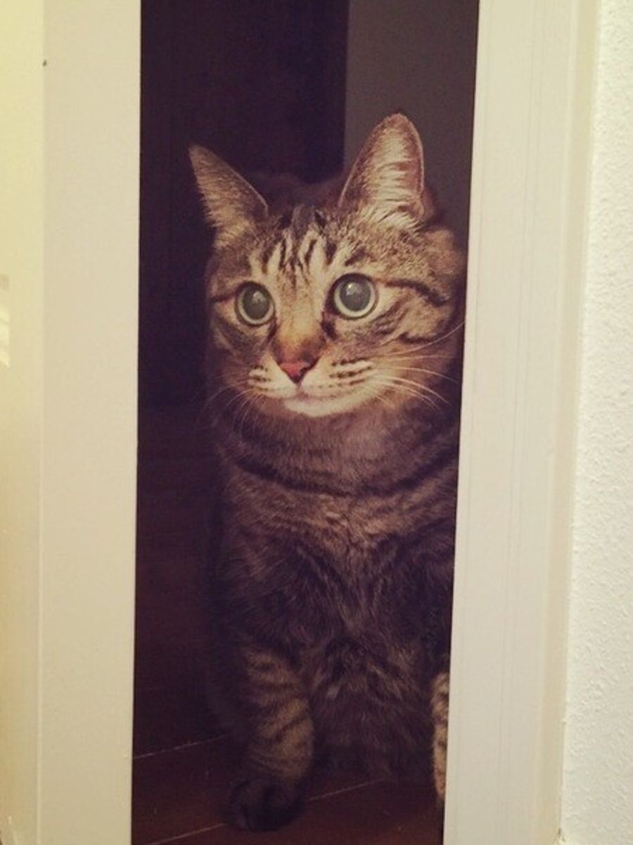飼い主さんも戸惑う猫の不思議行動 その背景には意外な理由が ねこのきもちweb Magazine 飼い主さんも戸惑う猫の不思議行動 その背景には意外な理由が ねこのきもちweb Magazine
