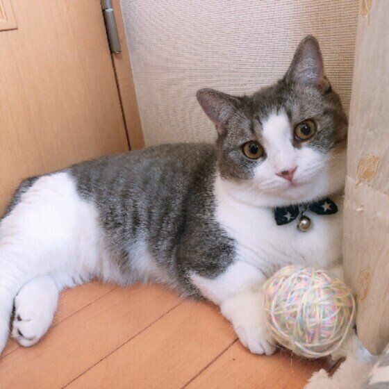 大好きな毛玉と！（マンチカン、オス）