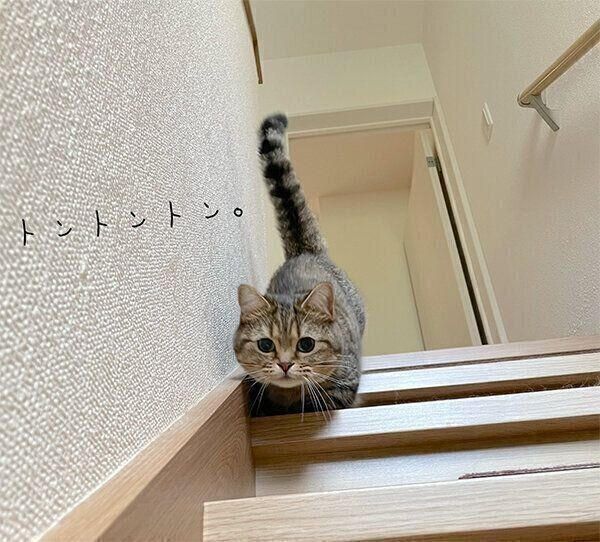 見つめるきなこちゃん