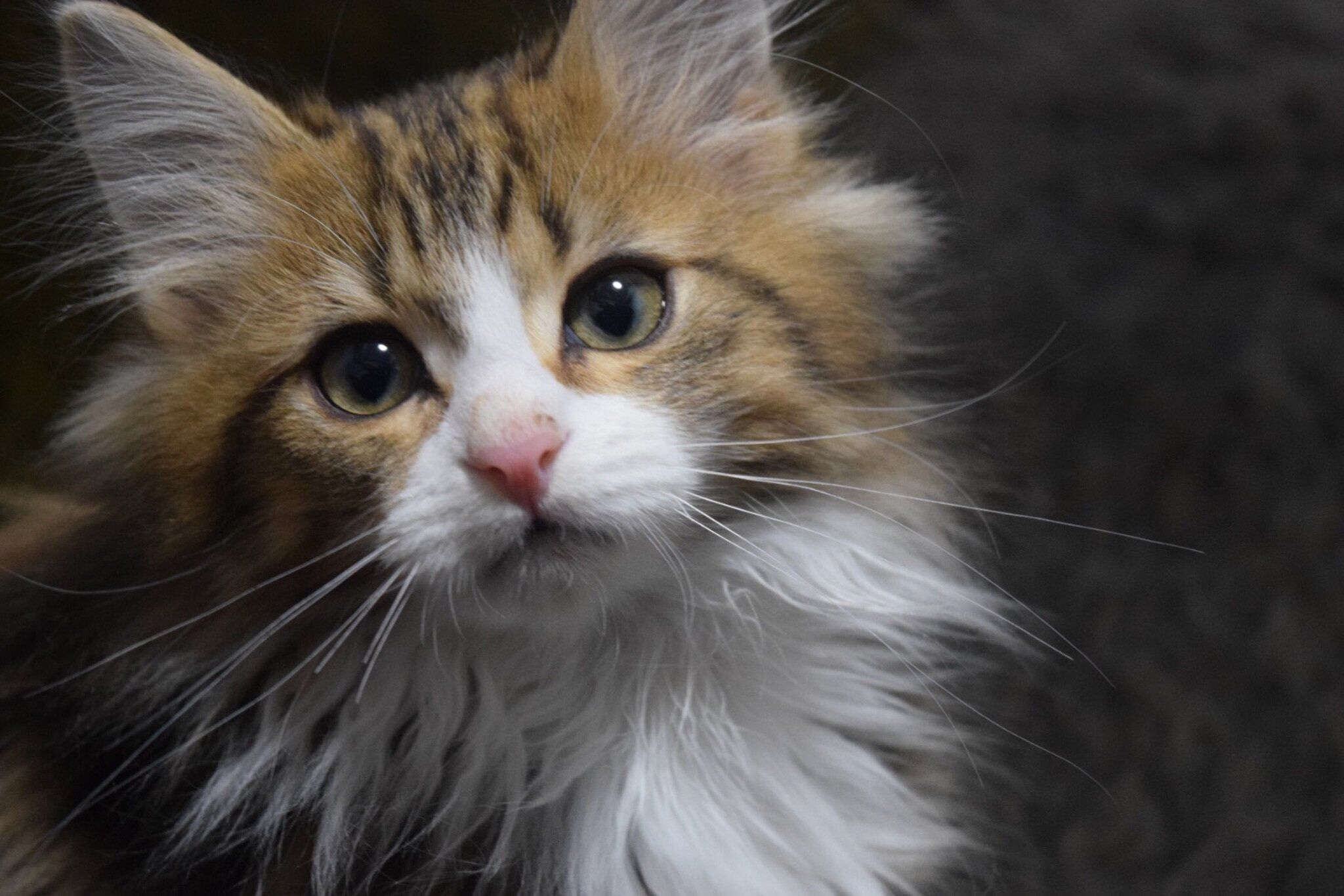 飼い主を見つめる子猫