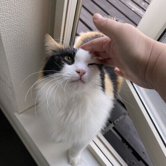 Mix（ミケ）のみぃちゃん♪