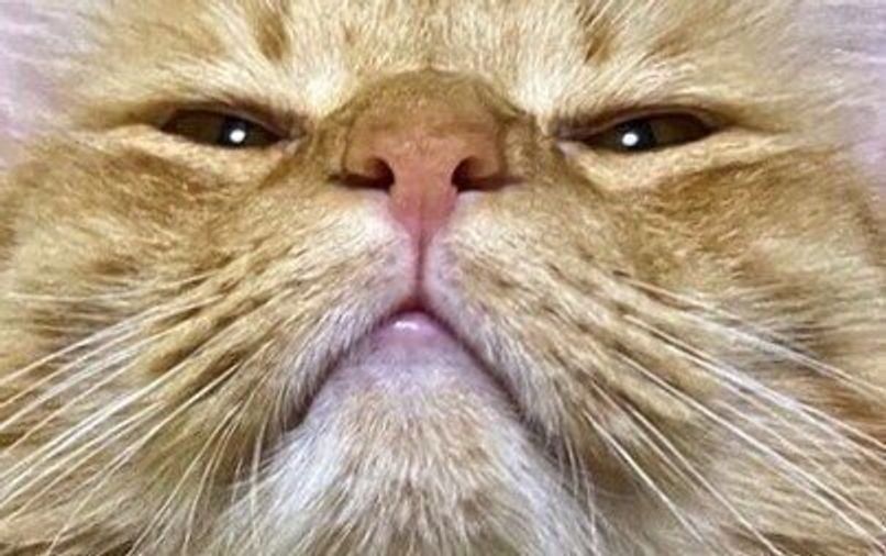 猫の鼻と肉球の色はほぼ一致 鼻 と ひげ袋 にまつわる豆知識6つ ねこのきもちweb Magazine 猫の鼻と肉球の色はほぼ一致 鼻 と ひげ袋 にまつわる豆知識6つ ねこのきもちweb Magazine