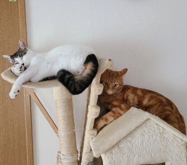 ケンカする直前（？）のふくくんとちびくん