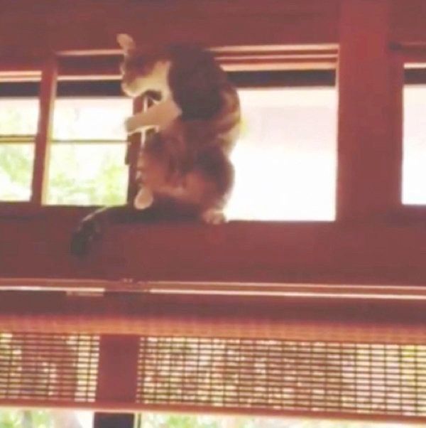 家の中を探検する猫