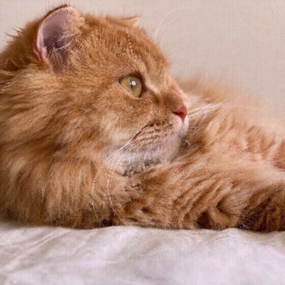 その他の猫種　ミヌエット