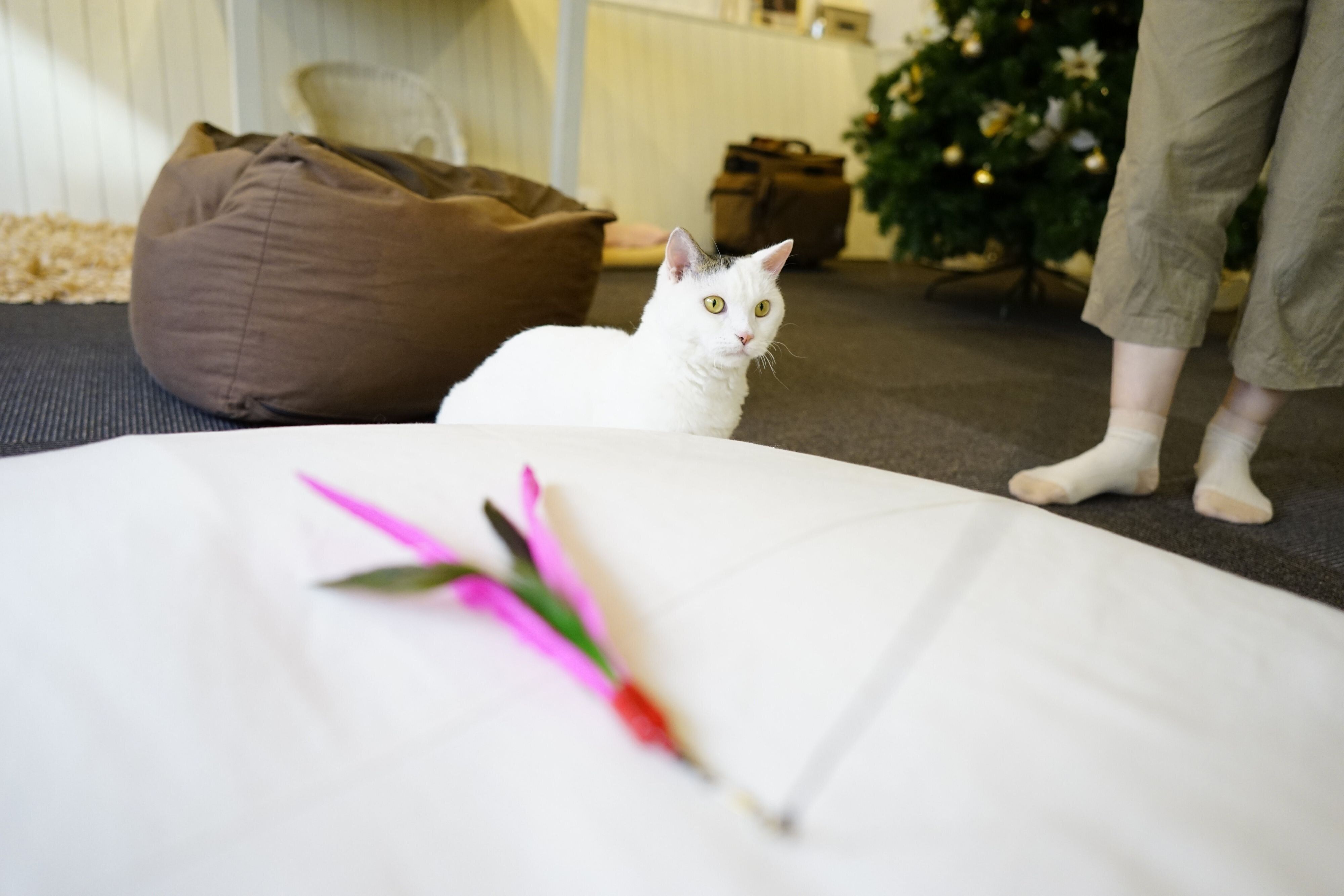 撮影／石原さくら