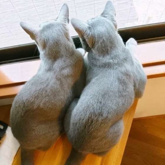 シンクロするロシアンブルー