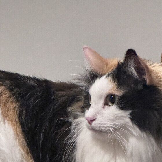 ミケのみぃちゃん