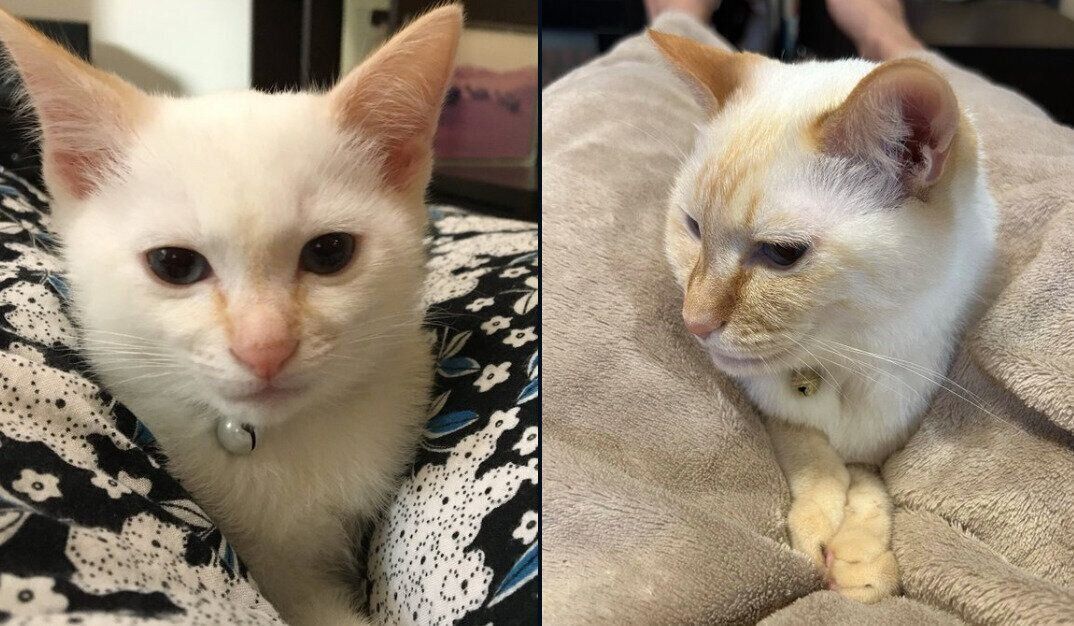 白玉ちゃんの成長ビフォーアフター