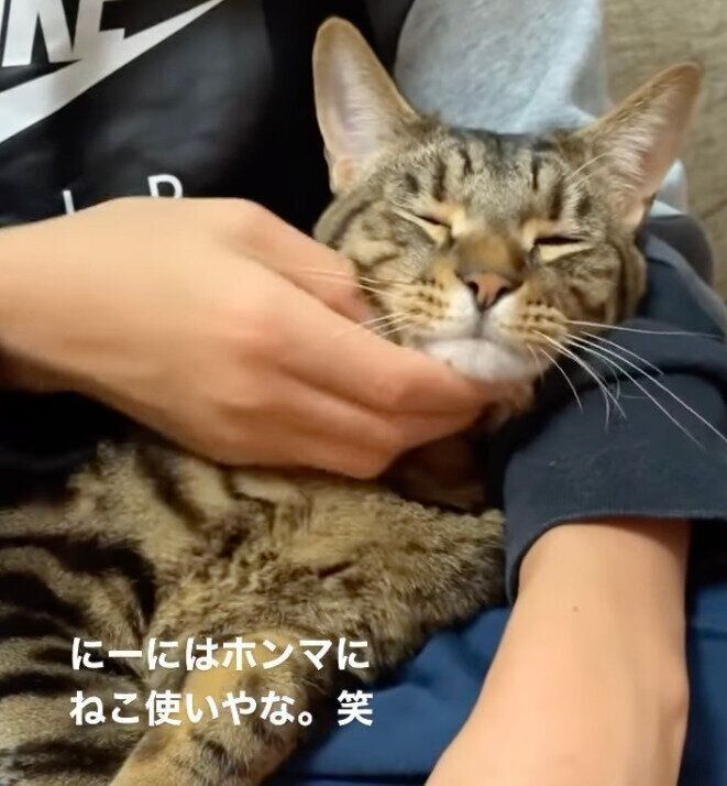 長男になでてもらうソルくん