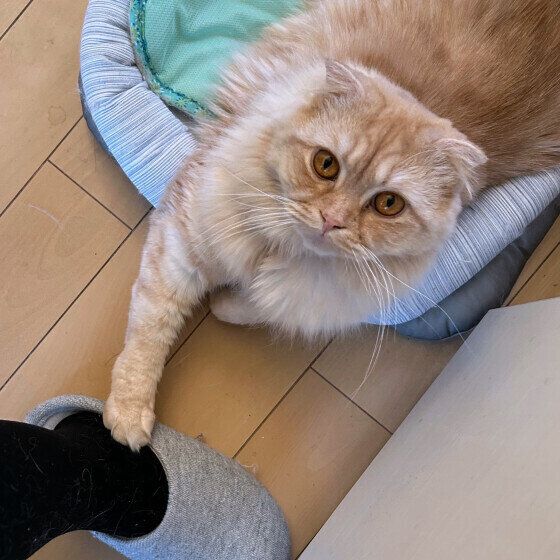 飼い主さんにチョンチョンするスコティッシュフォールド