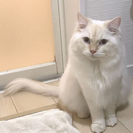 お風呂の出待ちをするサイベリアンのアルくん