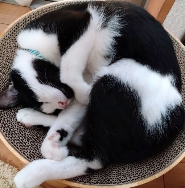 爪とぎサークルで眠るエルくん