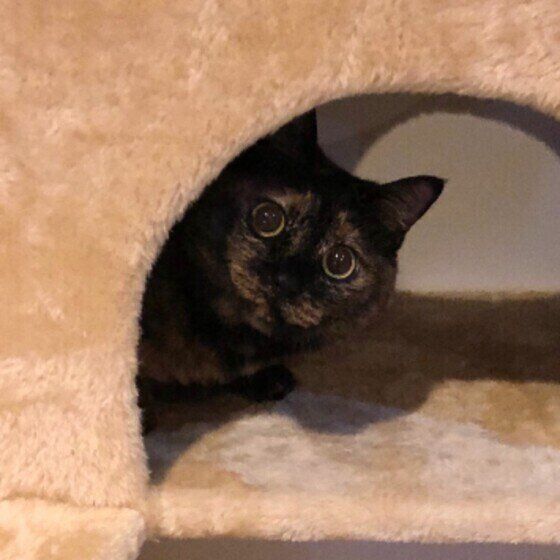 こちらをのぞくポンちゃん