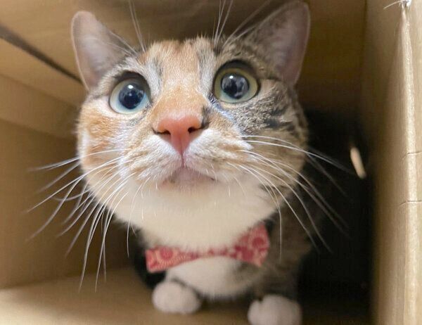 まんまる顔が可愛いぴーちゃん