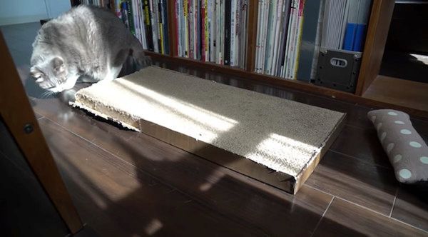 日向ぼっこする猫