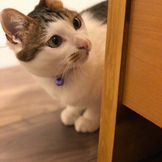 ちょっと人見知りなマメちゃん